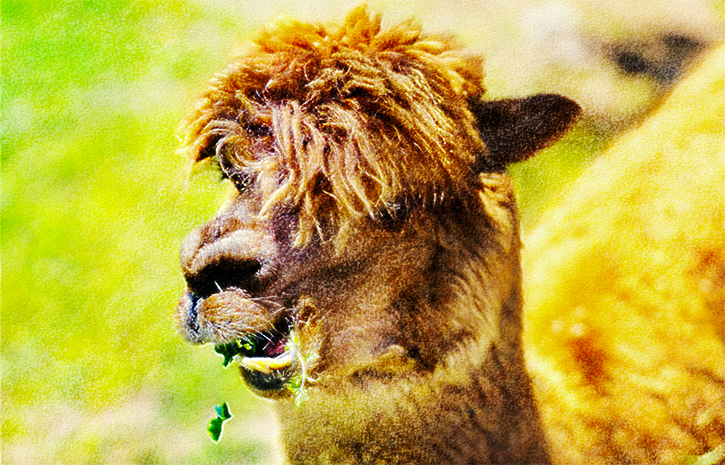 剣淵｢アルパカ牧場｣のアルパカ1。