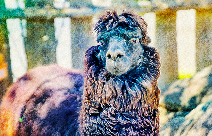 剣淵｢アルパカ牧場｣のアルパカ2。